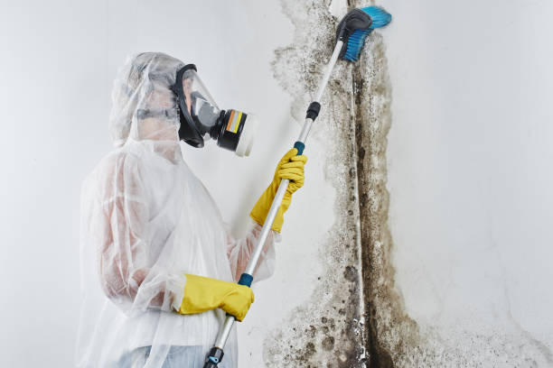 Best Mold Removal for HVAC Installations  in Sealy, TX